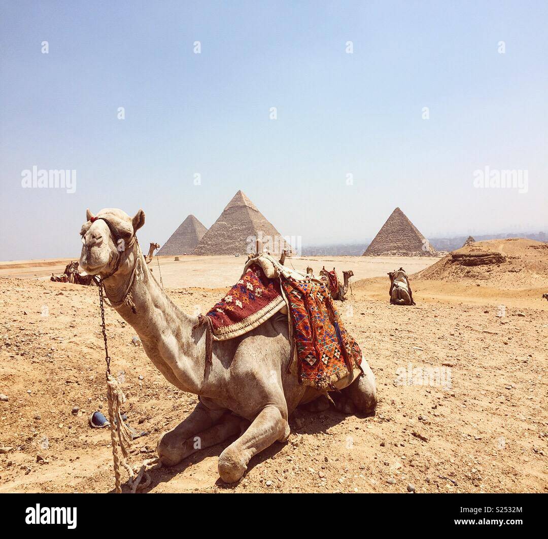 Ein content Kamel in Kairo erfasst. Stockfoto