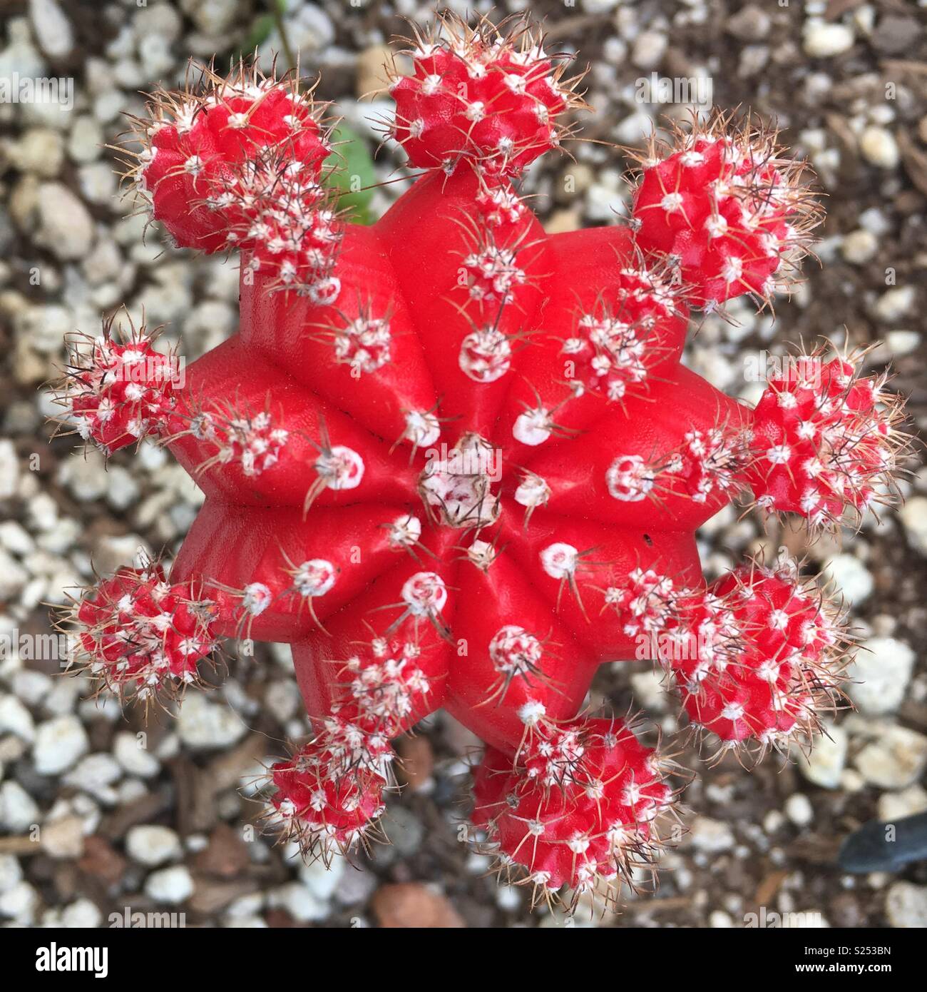Red cactus von oben Stockfoto