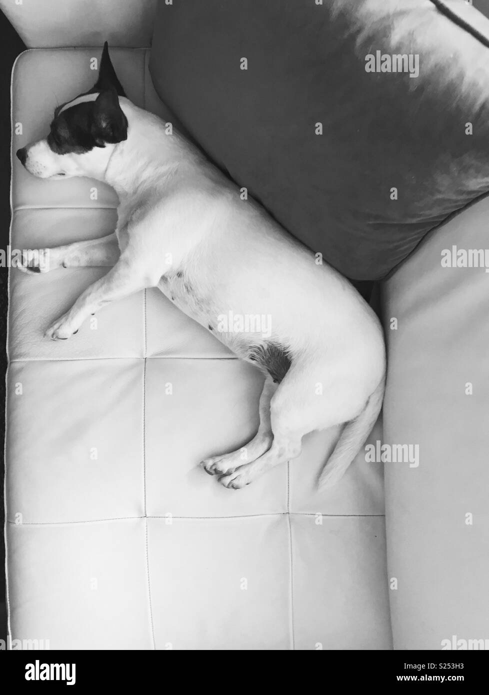 Jack Russell Terrier Hund liegend auf dem Sofa entspannen und Abkühlung an einem heißen Tag. In Schwarz und Weiß. Von oben geschossen. Platz für Kopieren. - Smartphone-aufgenommenes Stockfoto
