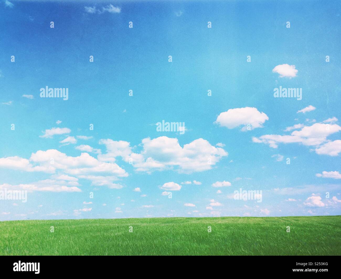 Ein maisfeld mit frischen jungen Weizen lookin mg wie Gras in Mecklenburg-Vorpommern, Deutschland - Smartphone-aufgenommenes Stockfoto