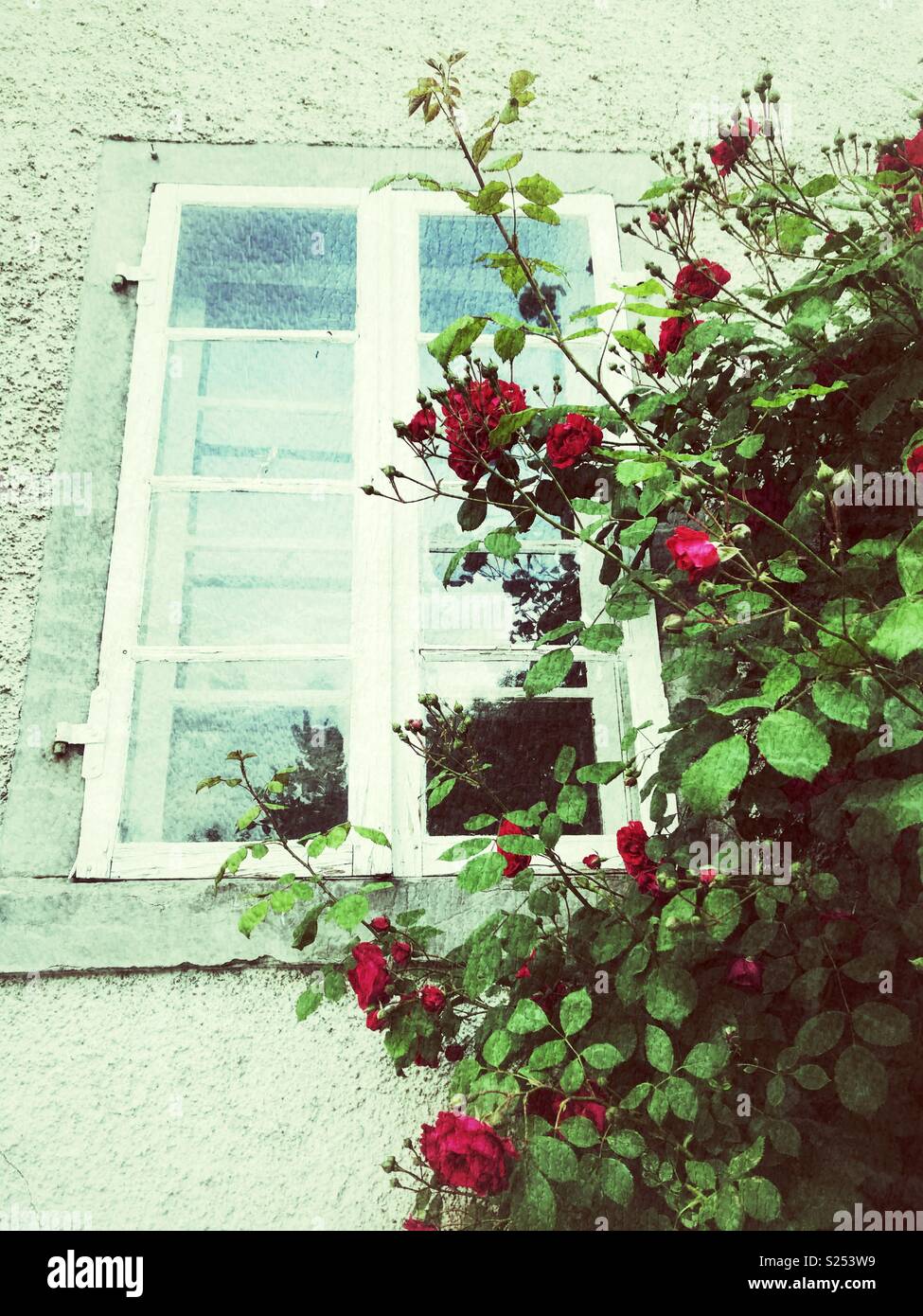 Red Rose Pflanze neben einem Fenster Stockfoto