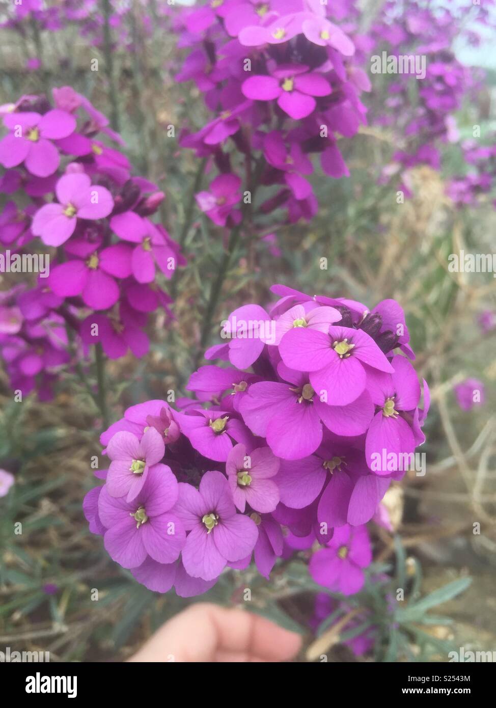 Lila wand Blume in meinem Garten Stockfoto