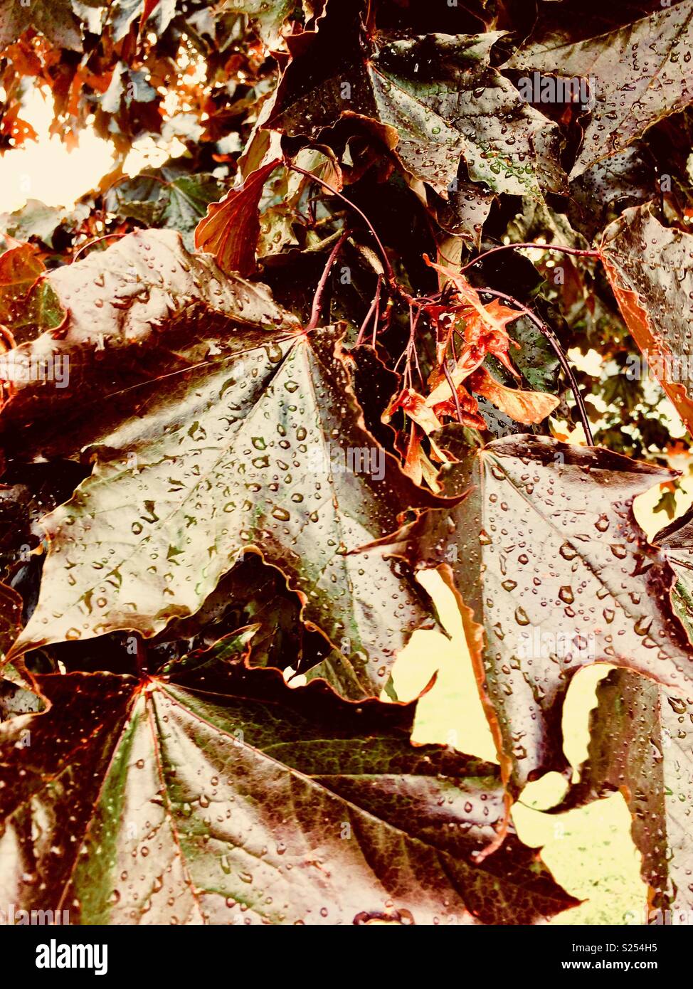 Regentropfen auf Rot, sycamore Blätter Stockfoto