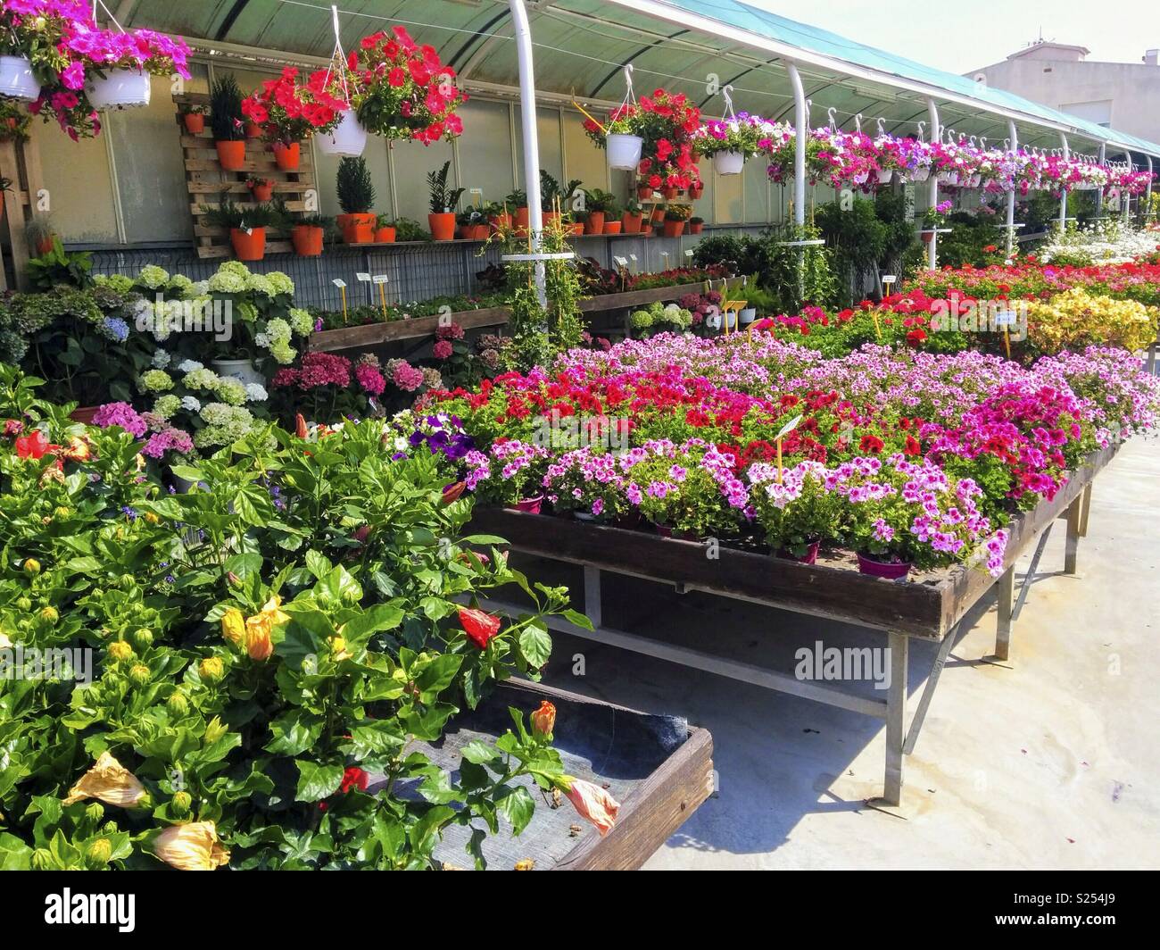 Pflanzen für den Verkauf in einem Gartencenter. Cambrils, Tarragona,  Katalonien, Spanien Stockfotografie - Alamy