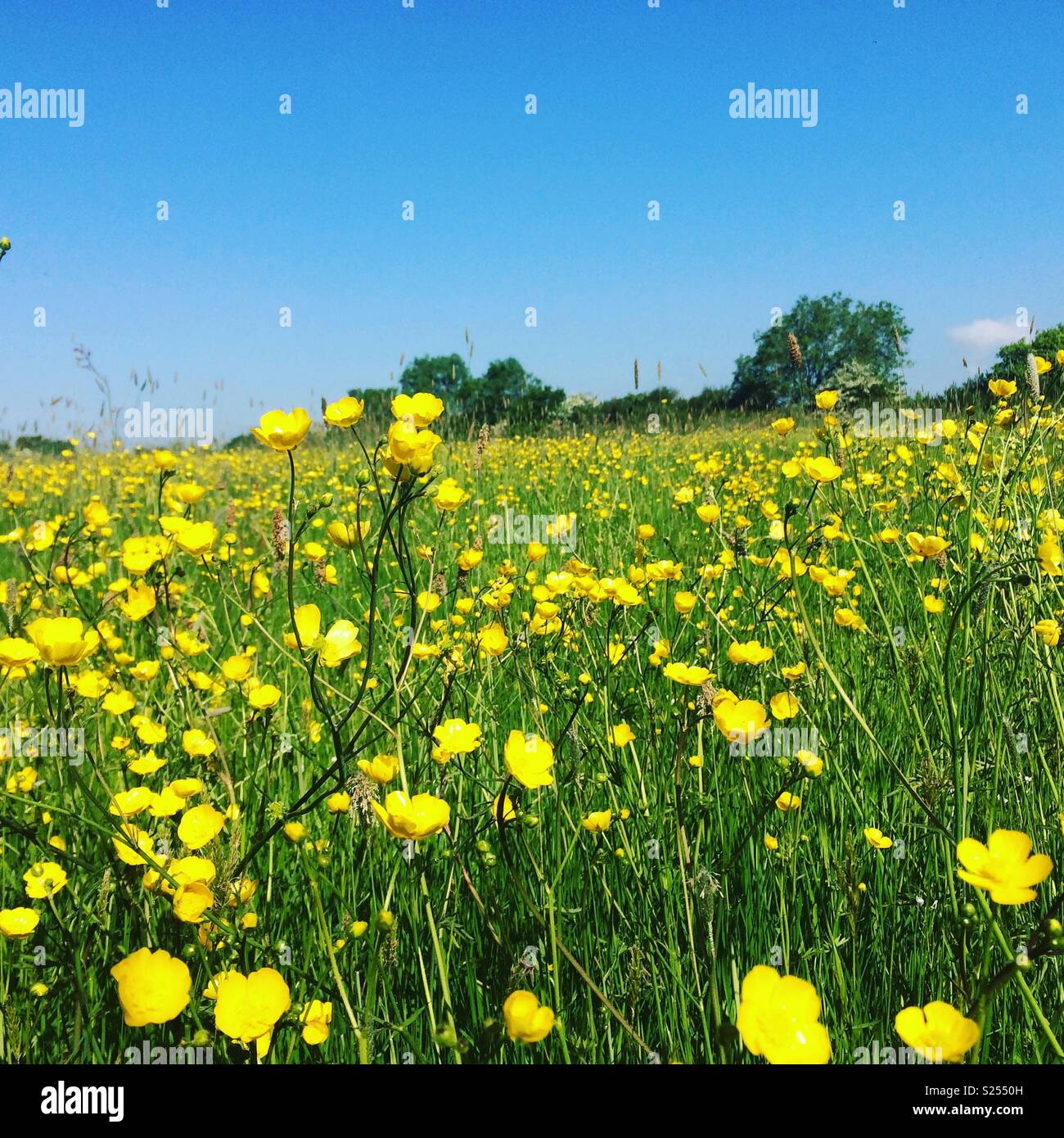 Buttercup Felder Stockfoto