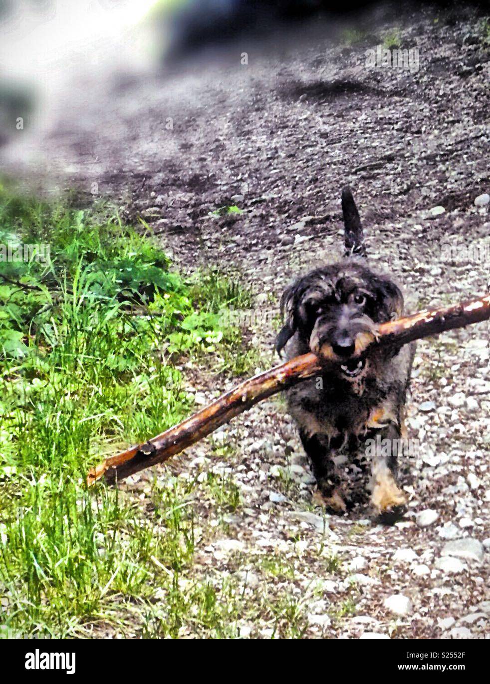 Heroische Dackel. - Smartphone-aufgenommenes Stockfoto