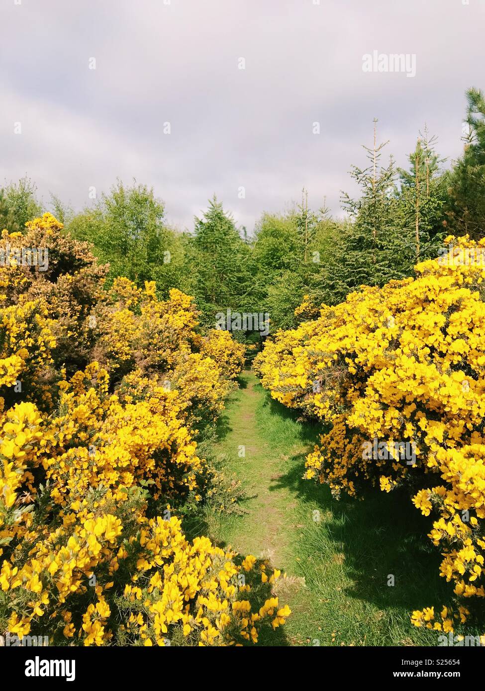 Einen Weg durch dichtes Ginster in Northumberland, England. - Smartphone-aufgenommenes Stockfoto