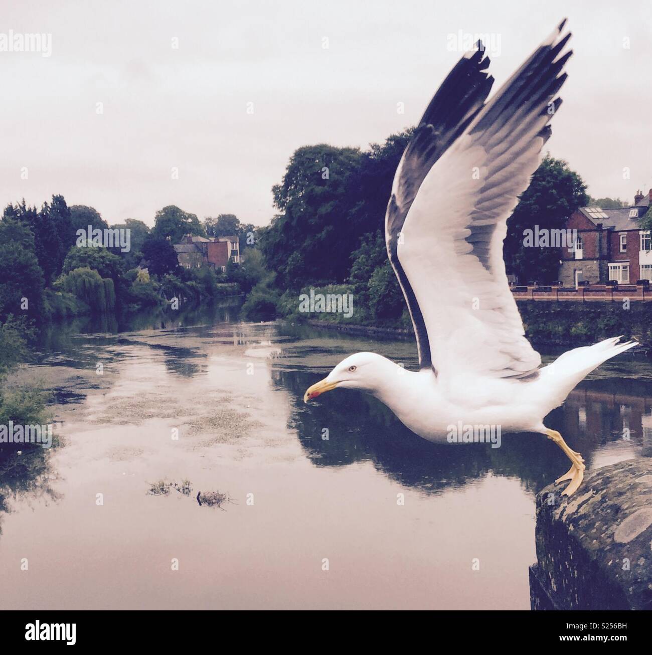 Möwe nehmen Flug - Smartphone-aufgenommenes Stockfoto