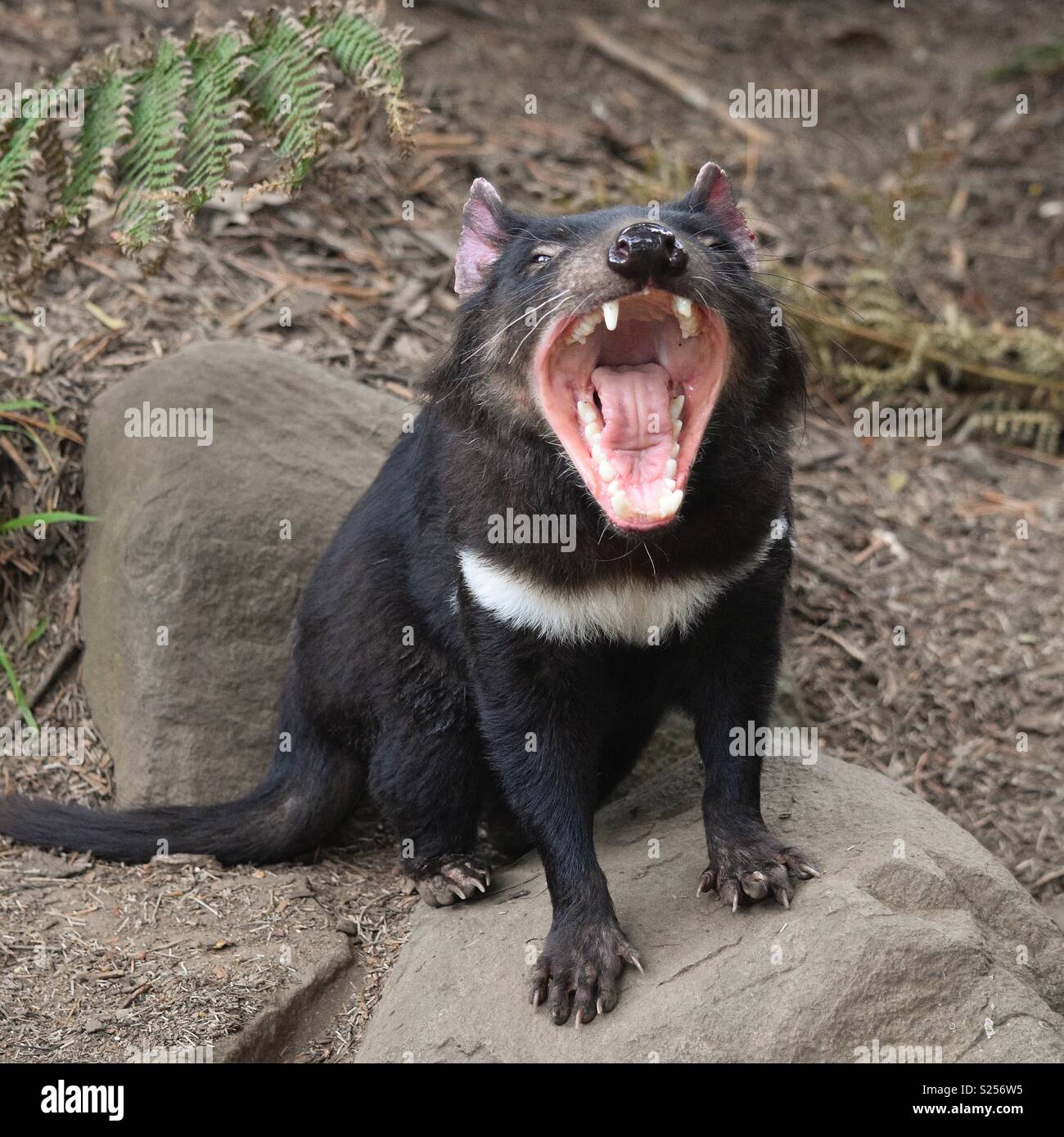Eine Nahaufnahme eines Tasmanischen Teufel zeigt der Welt es Schluck von großen Zähnen. Stockfoto