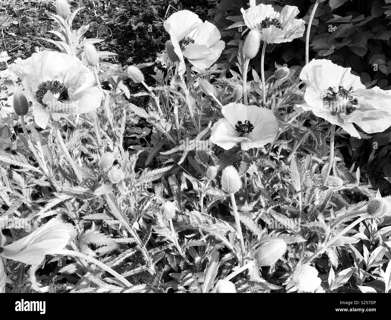 Markante schwarze und weiße Mohnblumen Stockfoto
