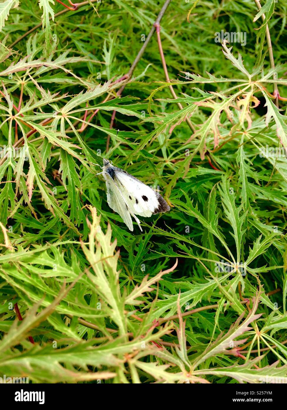 Die Große Weiße Falter (Pieris brassicae) auf einem Acer Baum. In einem städtischen Garten. Vereinigtes Königreich. - Smartphone-aufgenommenes Stockfoto