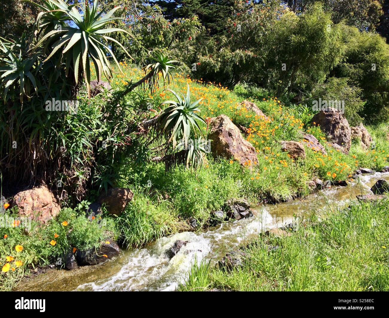 Naturaleza riachuelo de de Golden Gate Park San Francisco Kalifornien Stockfoto