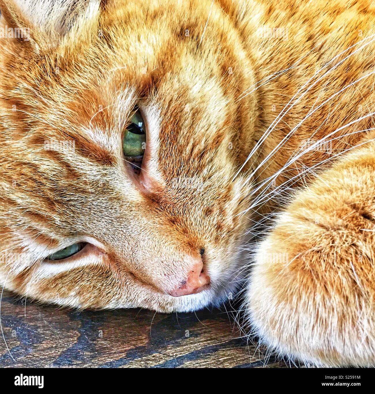 Orange tabby Katze mit grünen Augen versuchte zu schlafen Stockfoto