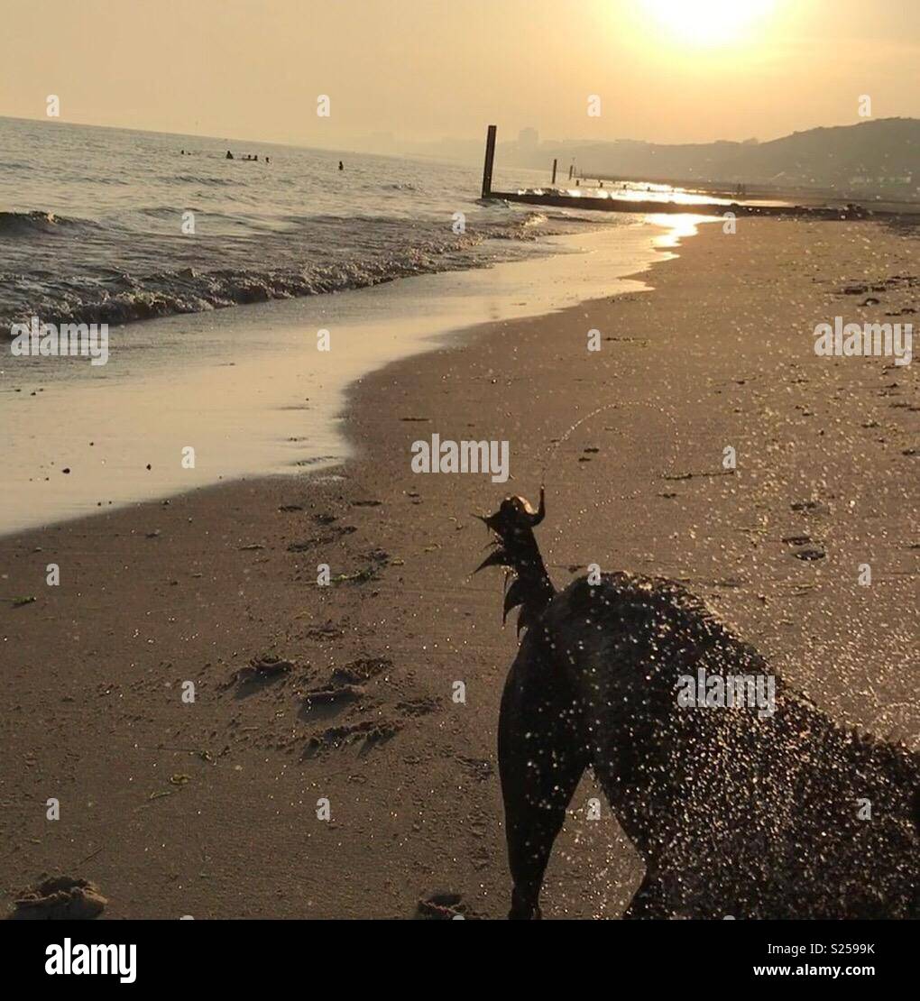 Hund am Strand bei Sonnenuntergang Stockfoto