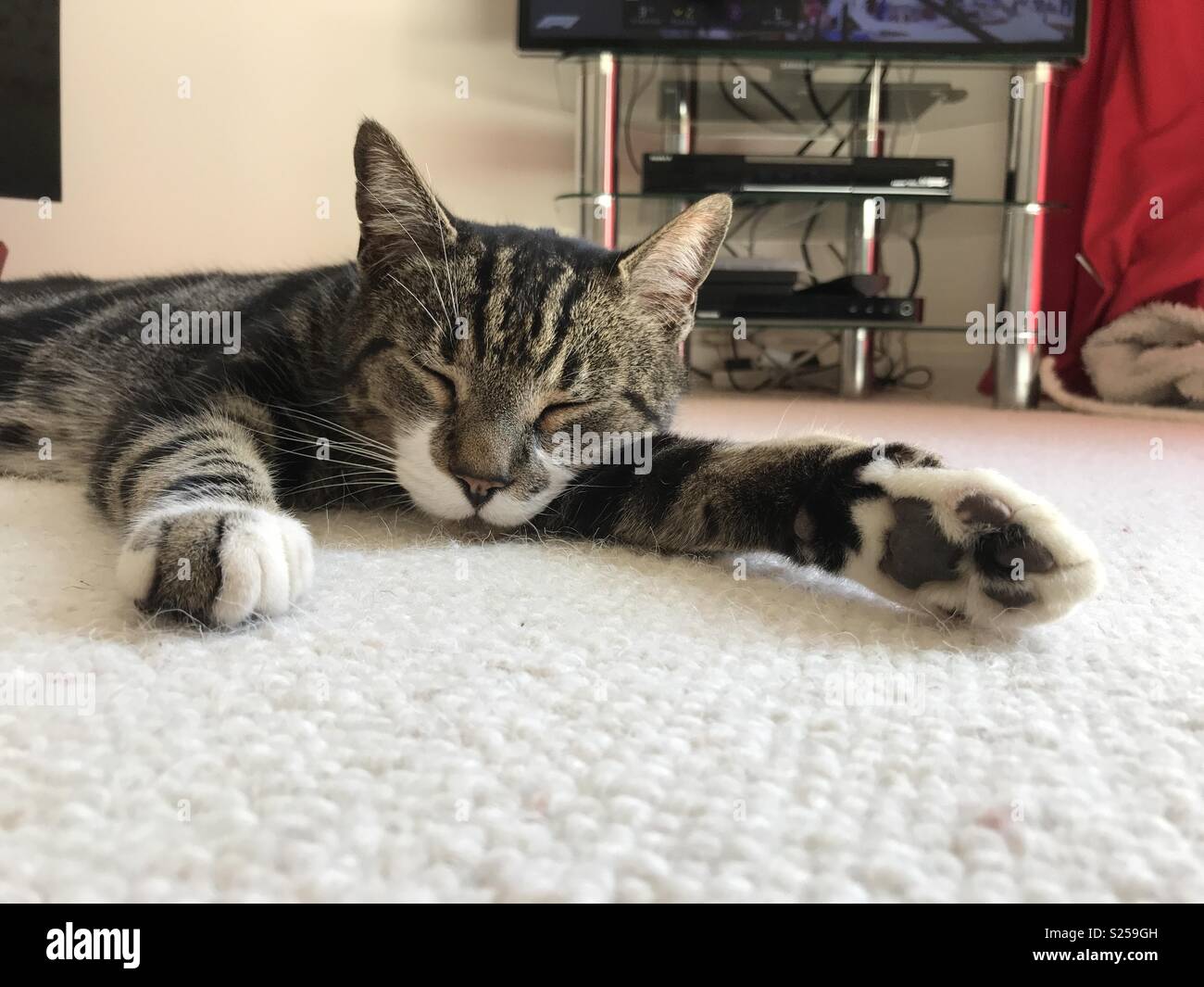 Katze schläft auf dem Teppich, Pfoten verbreiten Stockfoto