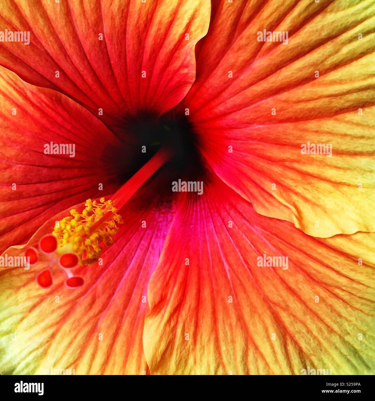 Hibiskusblüte - Smartphone-aufgenommenes Stockfoto