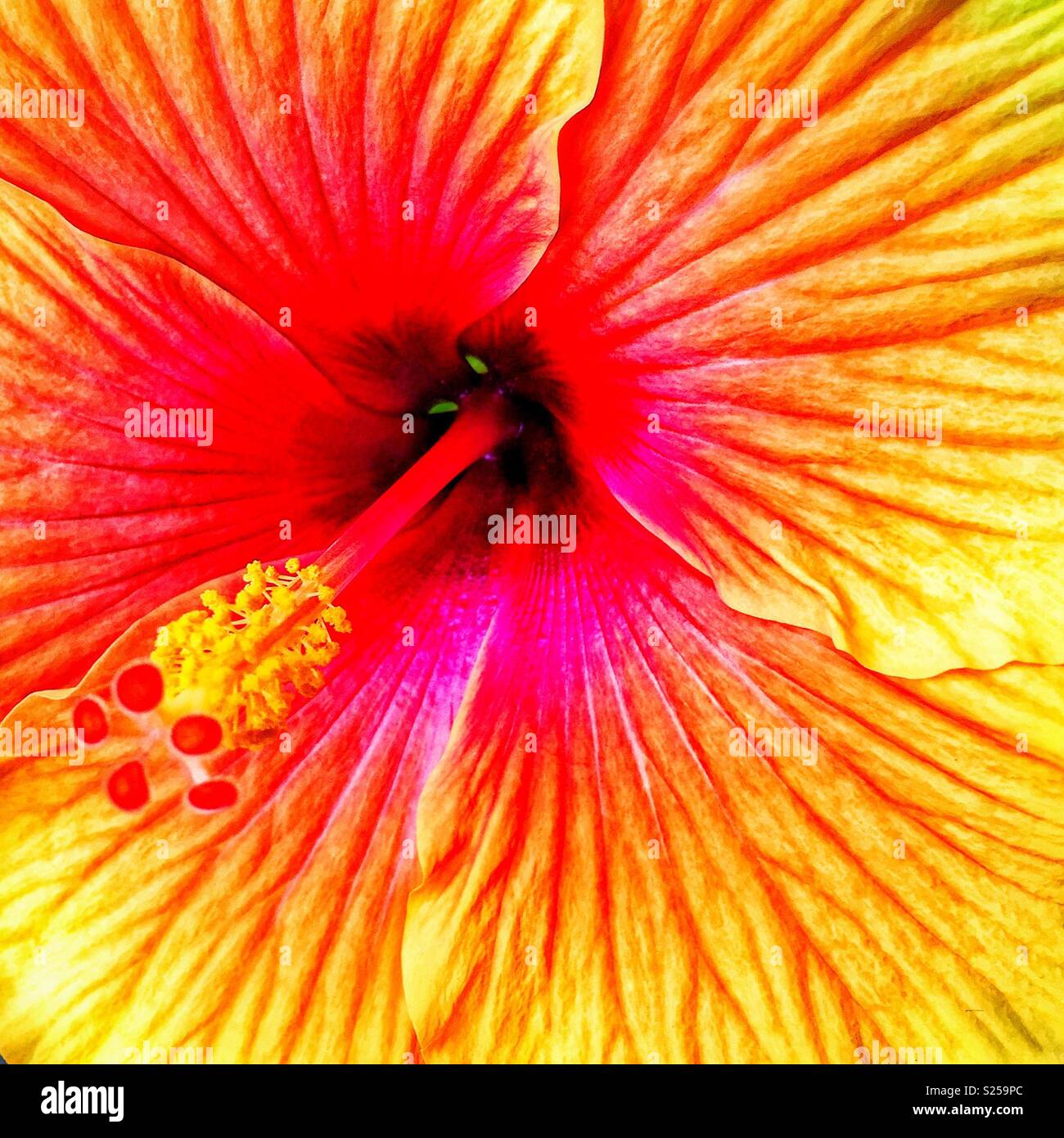 Hibiskusblüte - Smartphone-aufgenommenes Stockfoto