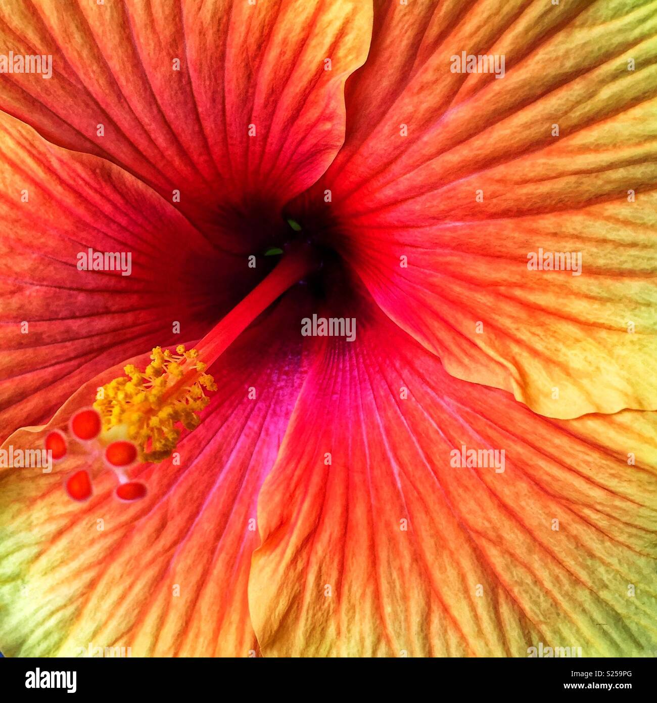 Hibiskusblüte Stockfoto