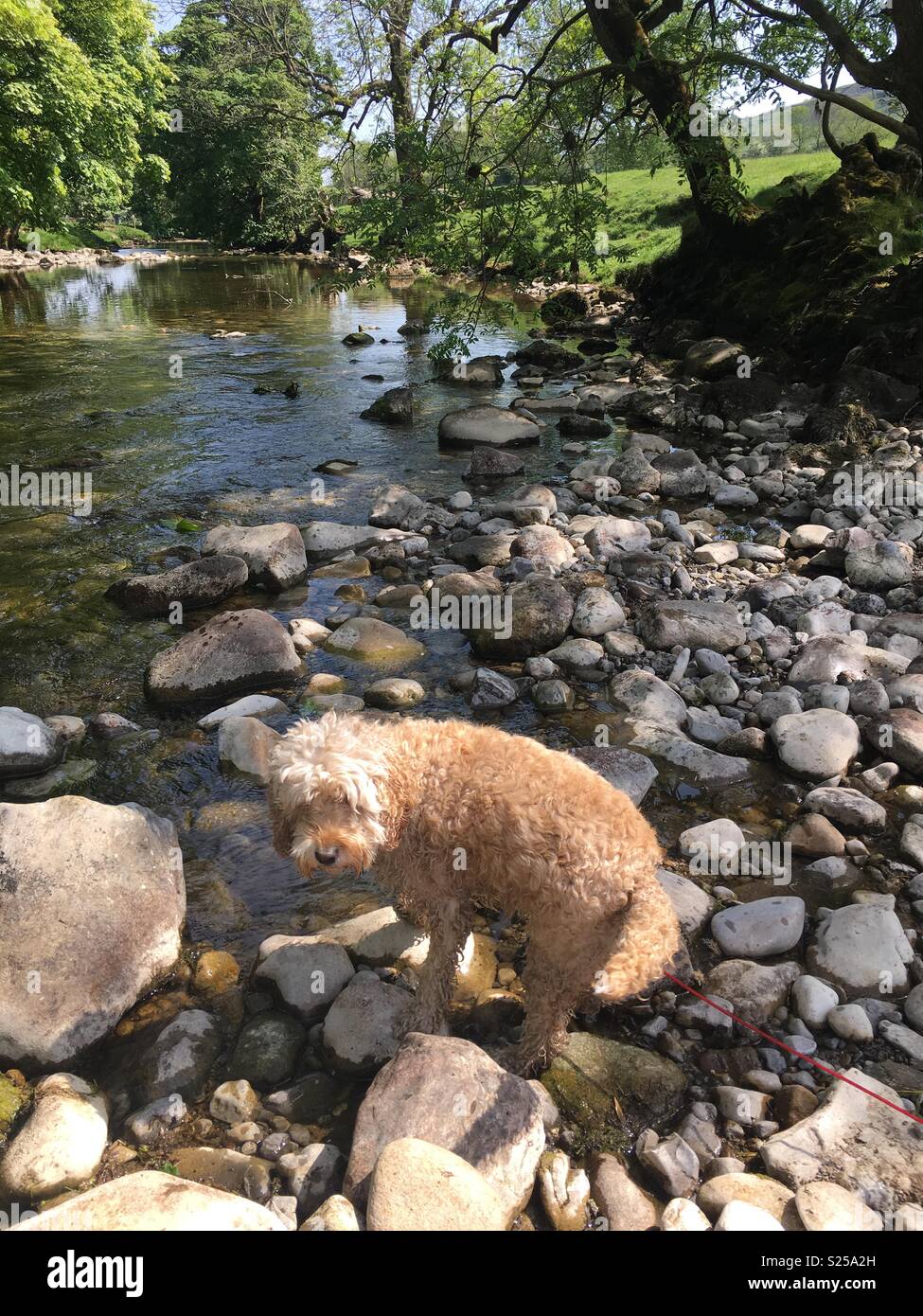 Hund Paddeln in Yorkshire Dales in der Nähe von arnforth Stockfoto