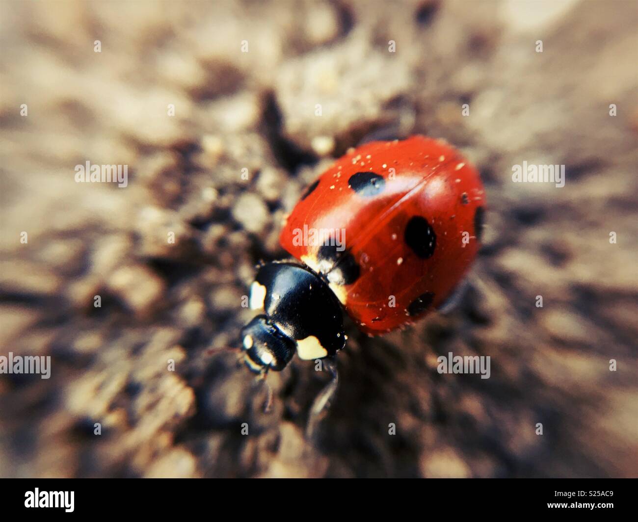 Rote Marienkäfer mit Makro Objektiv (Klammer auf), Großbritannien Stockfoto