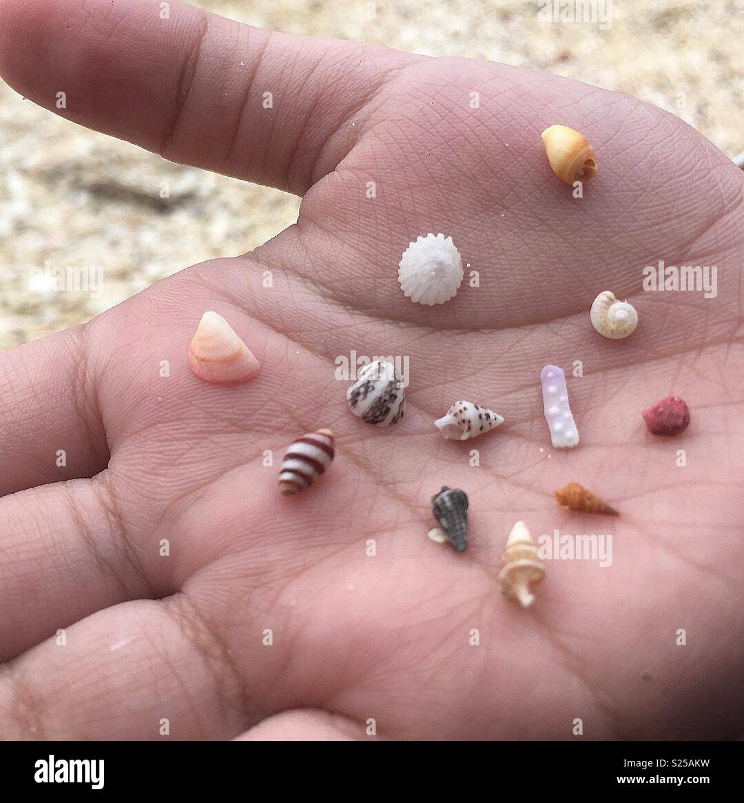 Die kleine Hand, die verschiedenen kleinen Muscheln Stockfoto