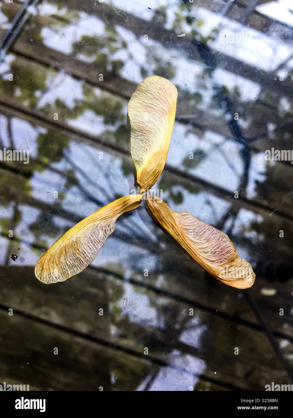 Ahornsaatschlüssel angeordnet als Propeller gegen einen reflektierten Himmel unter einer Laube, Ontario, Kanada Stockfoto