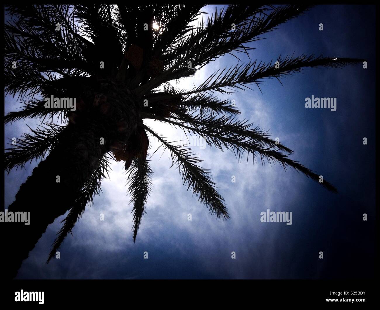 Palmen am Strand von L'Hospitalet de l'Infant, Katalonien, Spanien. - Smartphone-aufgenommenes Stockfoto