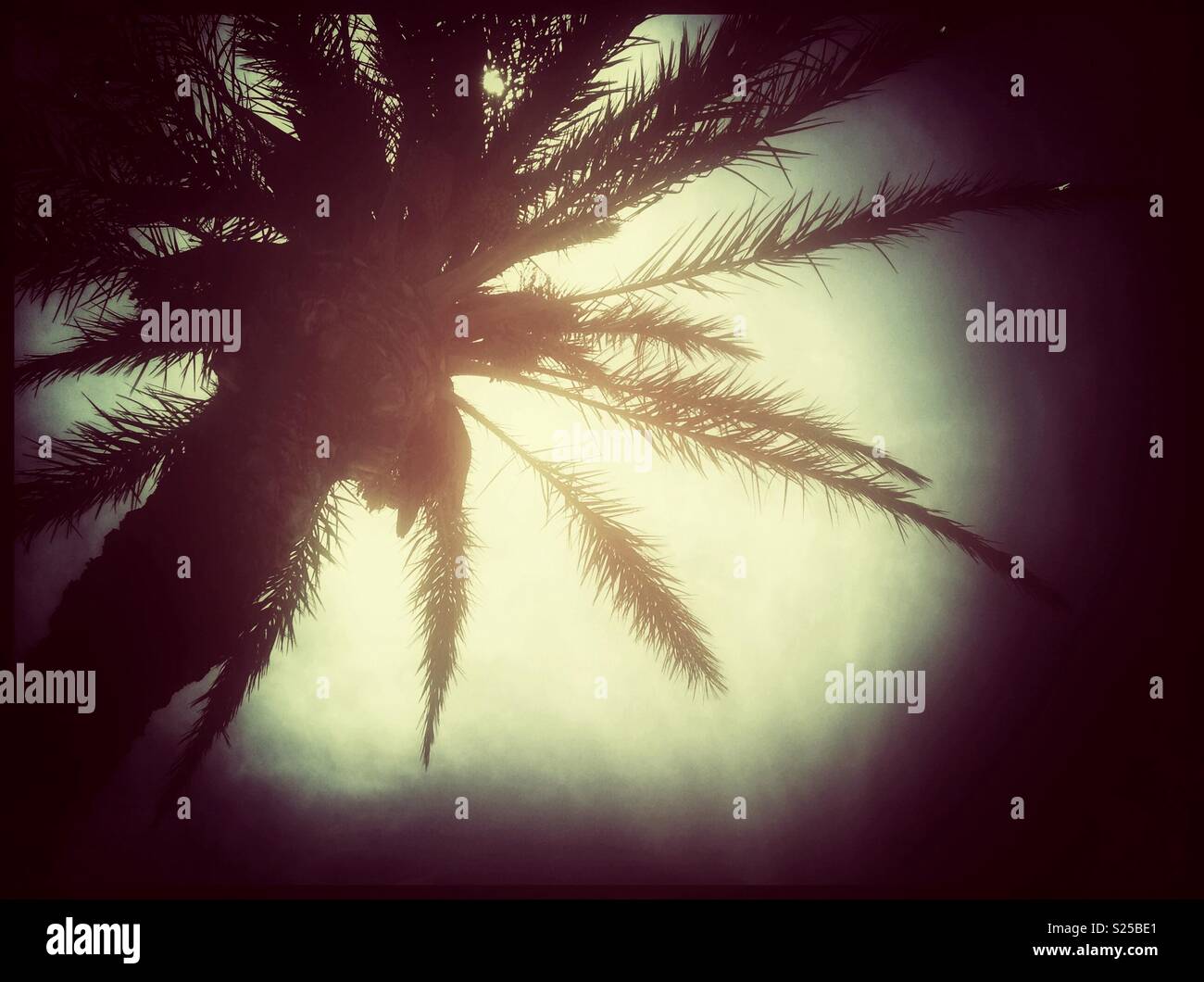 Palmen am Strand von L'Hospitalet de l'Infant, Katalonien, Spanien. - Smartphone-aufgenommenes Stockfoto