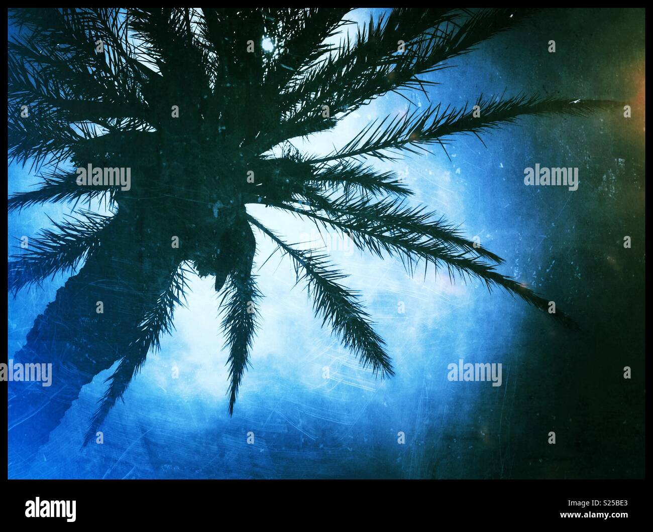 Palmen am Strand von L'Hospitalet de l'Infant, Katalonien, Spanien. - Smartphone-aufgenommenes Stockfoto