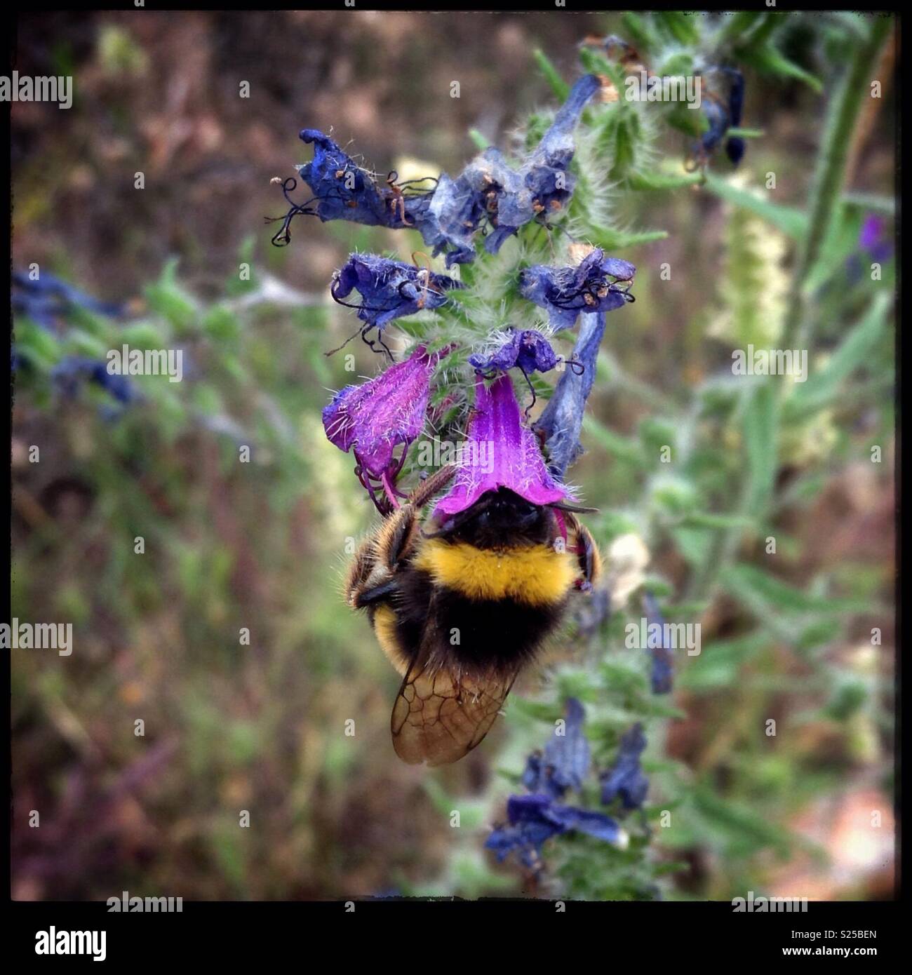 Eine Hummel pollinates eine Blume, Katalonien, Spanien. - Smartphone-aufgenommenes Stockfoto