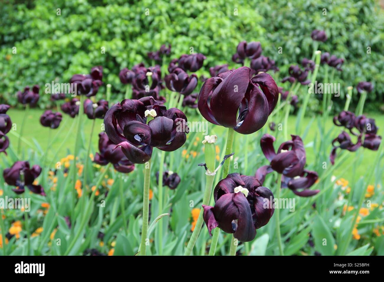 Schwarze Blume Stockfoto