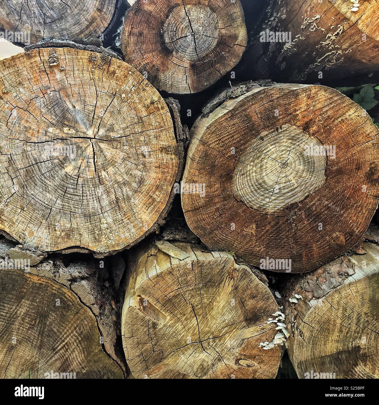 Wald Bauholz - Smartphone-aufgenommenes Stockfoto