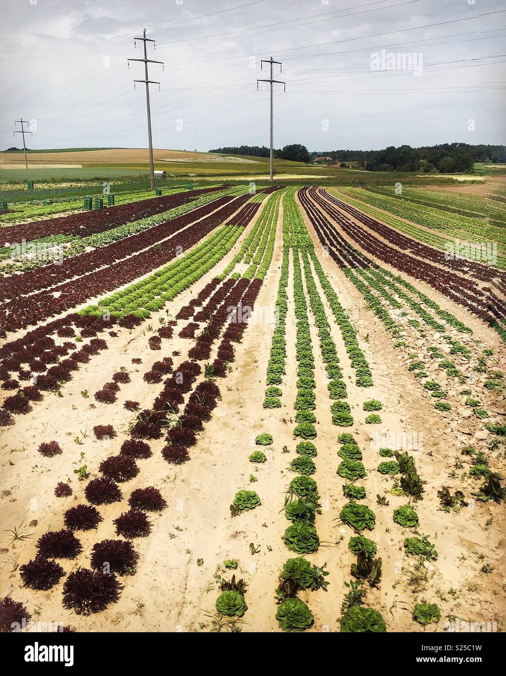 Verschiedene Salate wachsen in ordentlichen Reihen Stockfoto