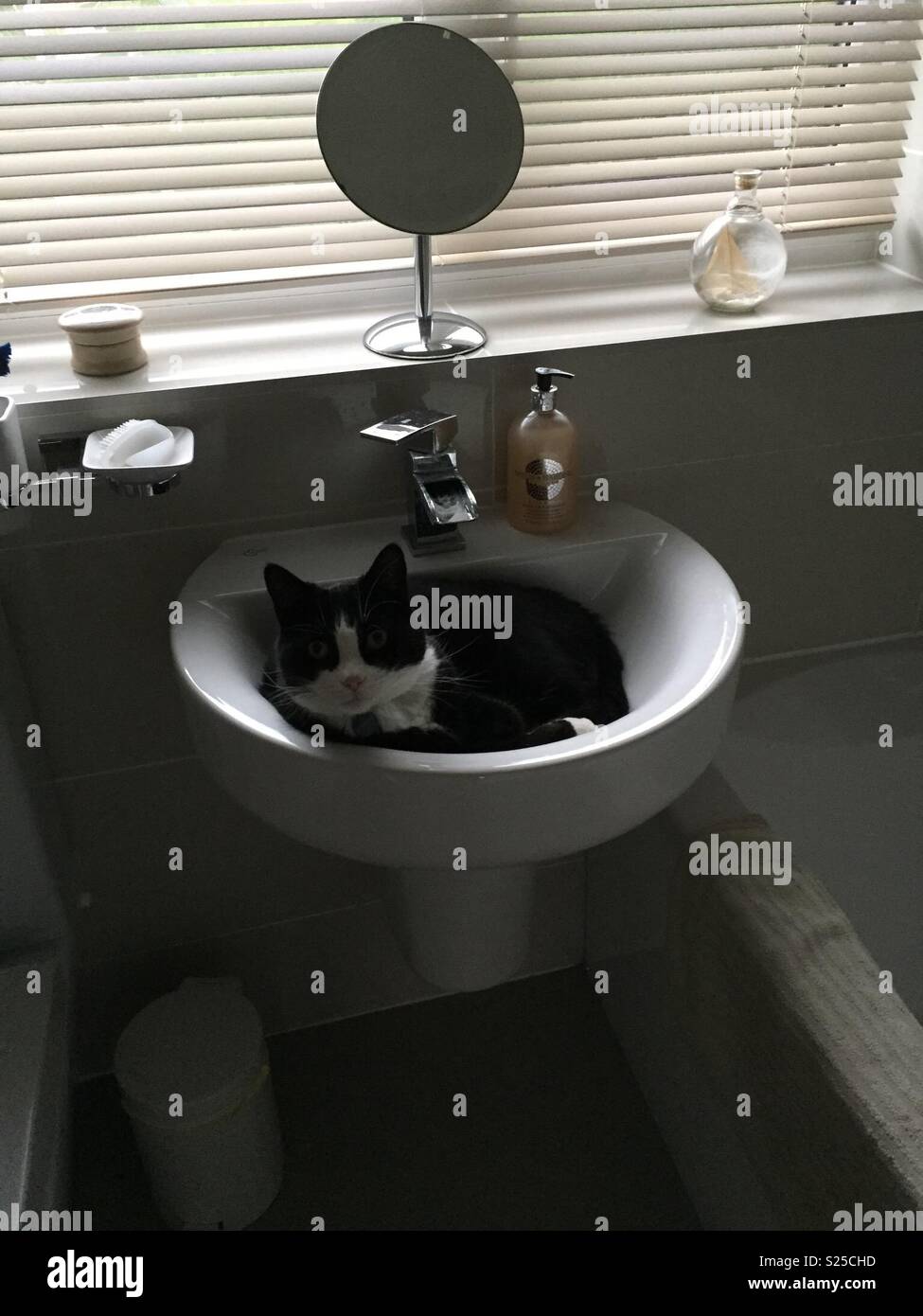 Katze im waschbecken -Fotos und -Bildmaterial in hoher Auflösung – Alamy