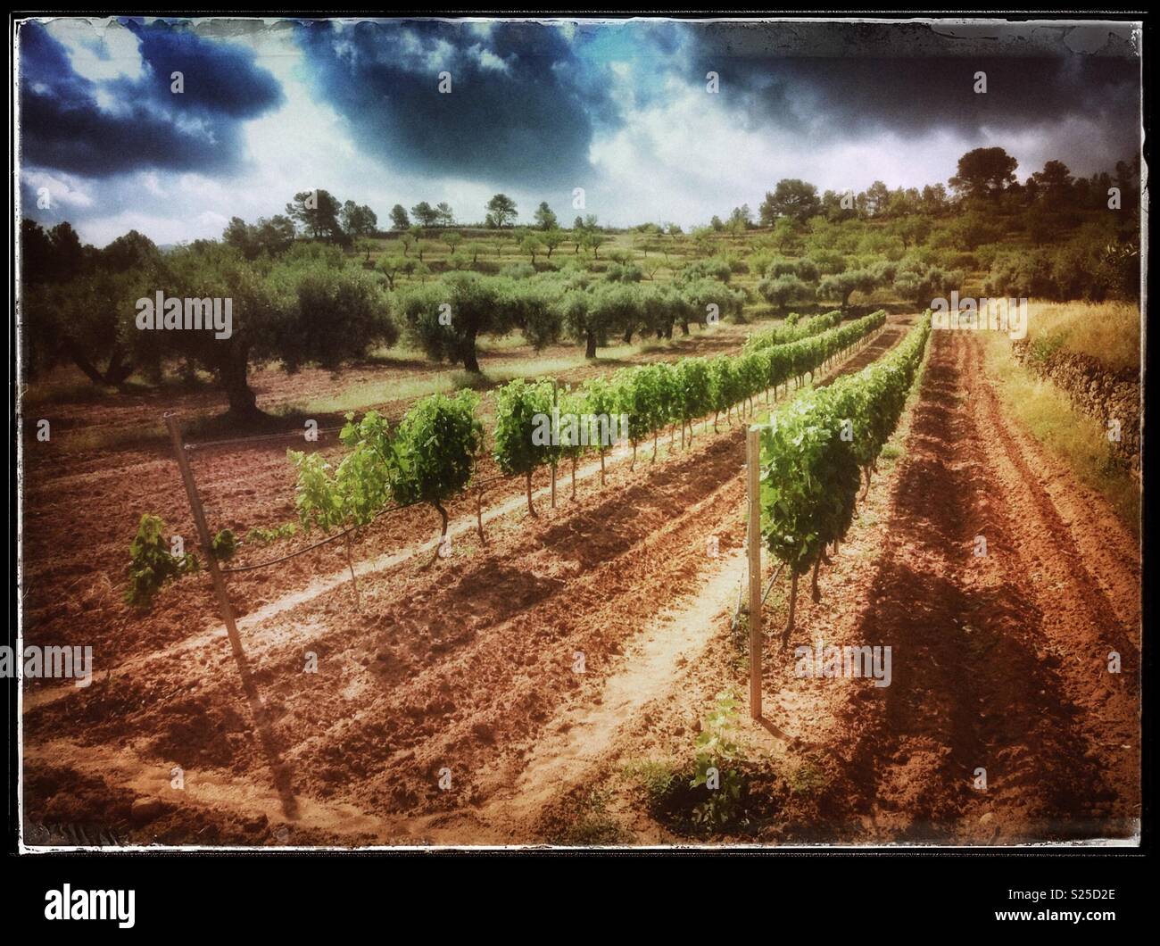 Aufkommenden Sonnenschein nach einem Sturm im Weinberg, Katalonien, Spanien. Stockfoto