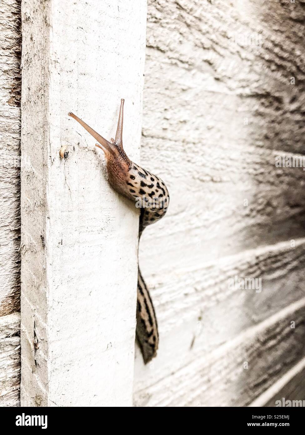 Große Leopard Slug Limax Maximus am Gartenzaun Stockfoto