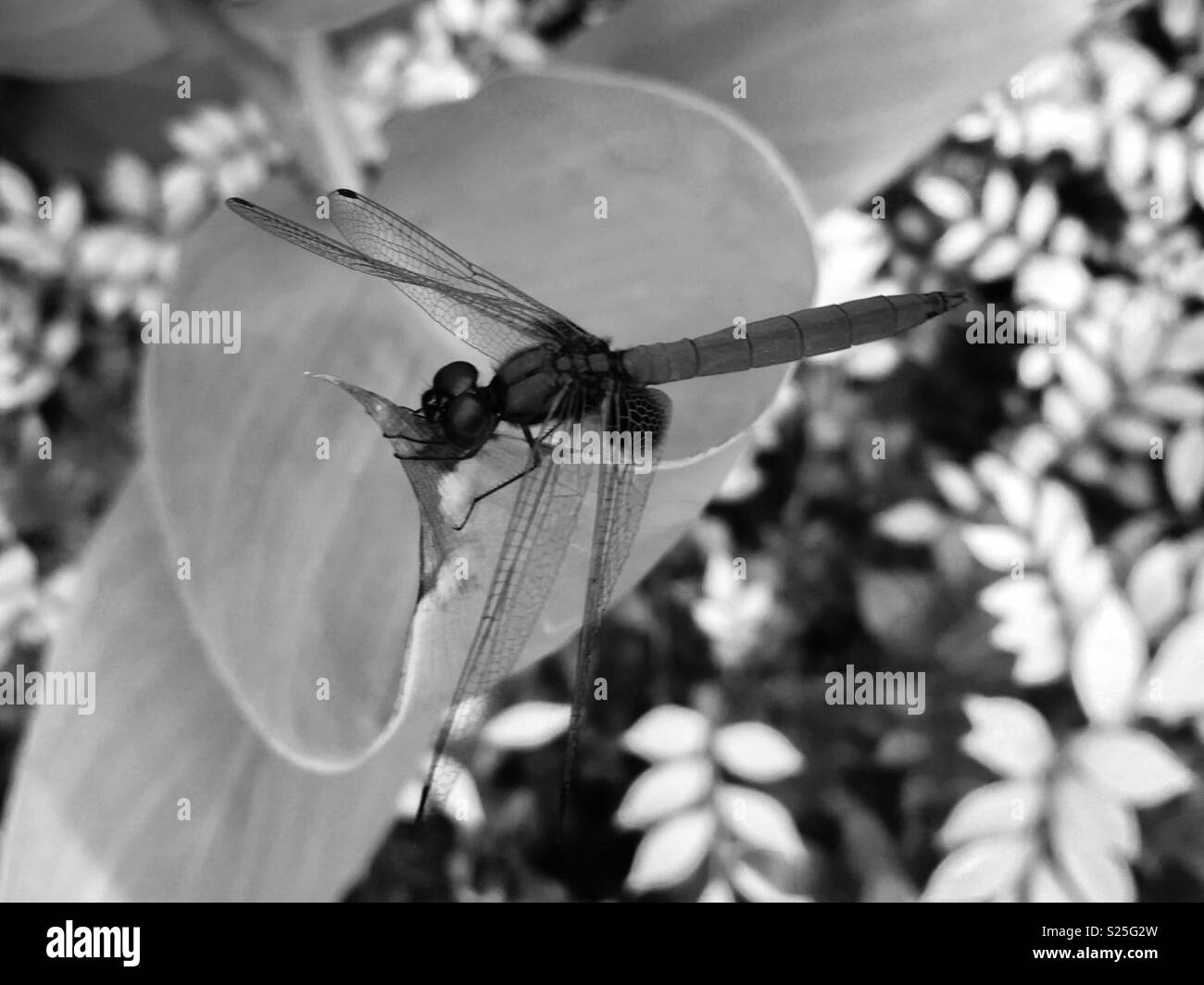 Ein purpurroter dropwing Dragonfly (Trithemis Aurora) klammerte sich an ein Blatt in der Sonnenbeschienenen Garten, in Schwarz und Weiß Foto. Stockfoto