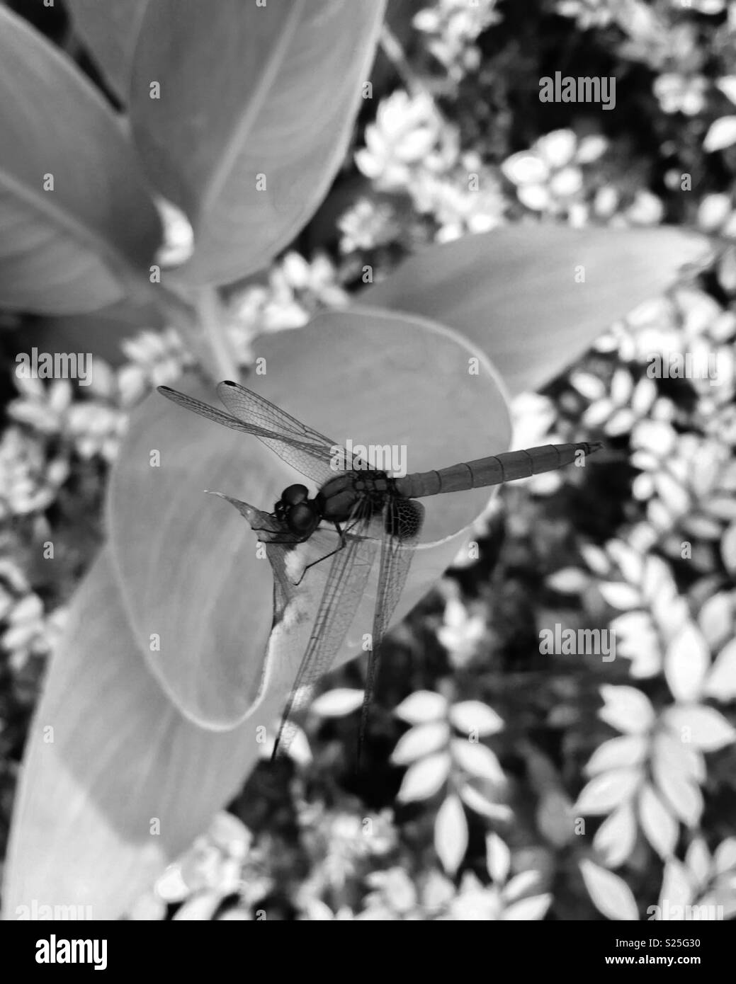 Ein purpurroter dropwing Dragonfly (Trithemis Aurora) klammerte sich an ein Blatt in der Sonnenbeschienenen Garten, in Schwarz und Weiß Foto. Stockfoto