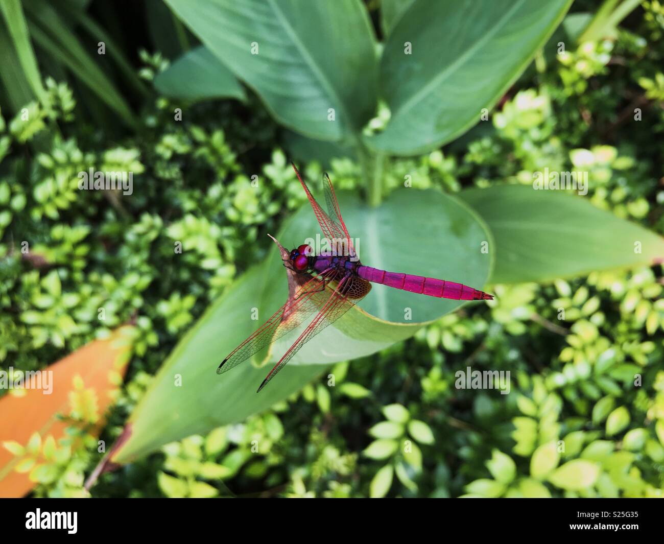Ein leuchtendes Rosa, männliche Crimson dropwing Dragonfly (Trithemis Aurora) klammerte sich an ein Blatt in der Sonnenbeschienenen Garten in der Nähe ein Schwimmbad. Stockfoto
