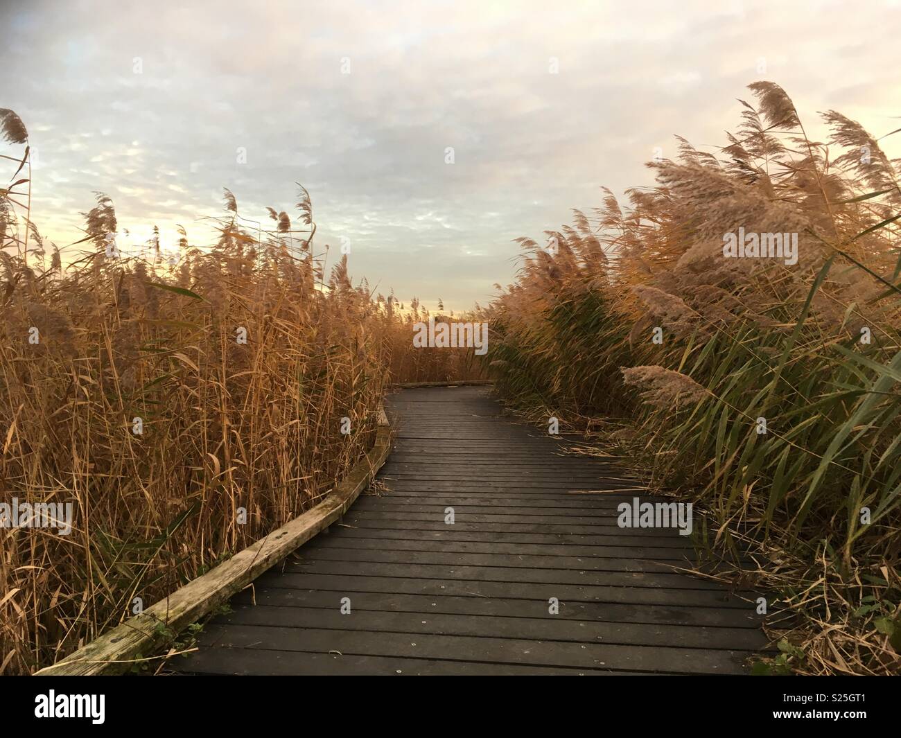 Ein Pfad durch das Schilf, RSPB Rainham Marshes, Essex (November 2017) Stockfoto