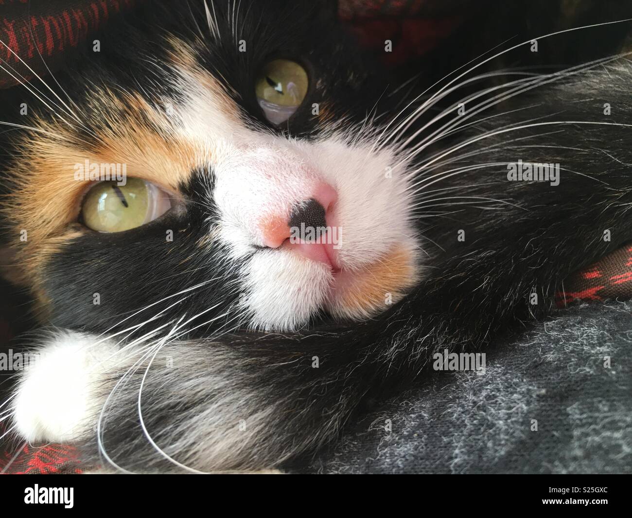 Patchwork Cat - Smartphone-aufgenommenes Stockfoto