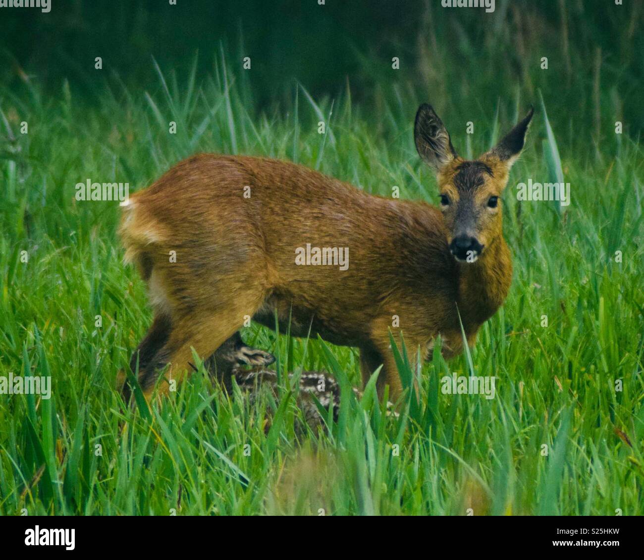 Weibliche roe Ihr fawn Fütterung Stockfoto