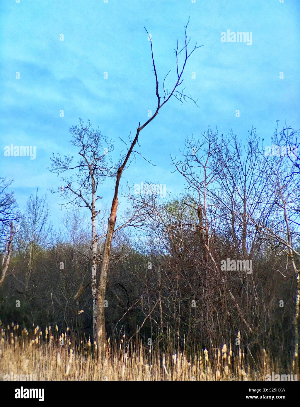 Birke am Rande von Sumpfland in der Dämmerung - Smartphone-aufgenommenes Stockfoto