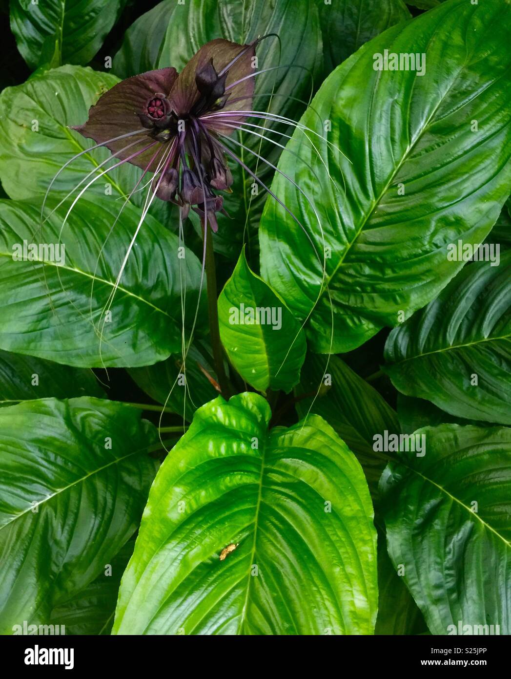 Die schwarze Fledermaus Lily (Tacca chantrieri) im Schatten der tropischen  Dschungel in Asien Stockfotografie - Alamy