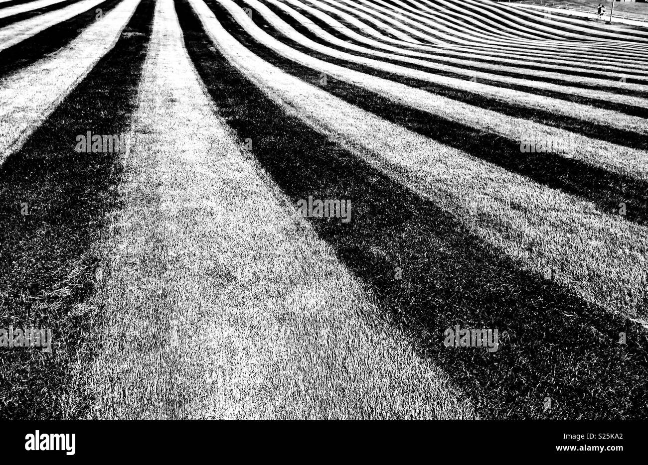 Frisch gemähter rollender Hügel in kontrastreichem Schwarz und Weiß. Die Geometrie fließender Linien. Stockfoto