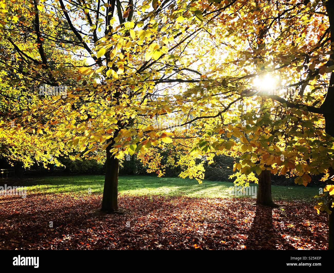 Die herbstlichen Bäume mit Hintergrundbeleuchtung, in Cheshire, England. Stockfoto