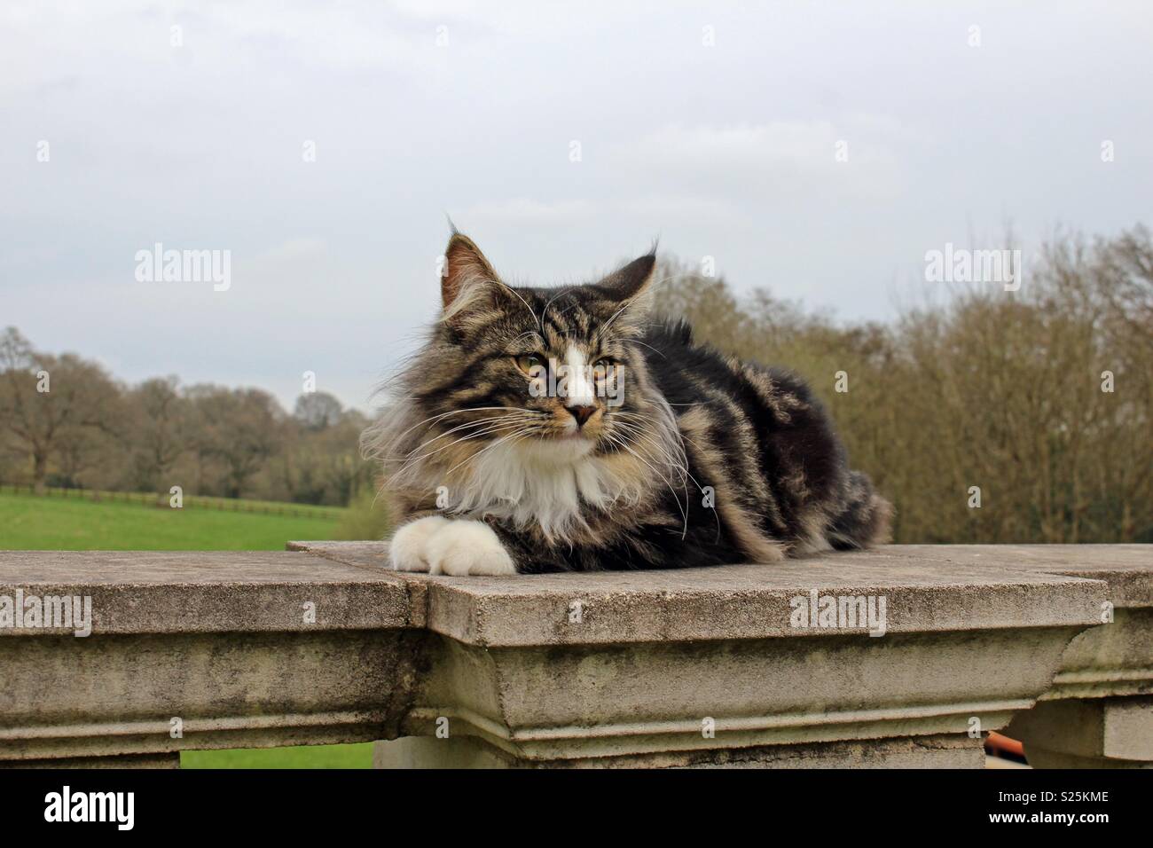 Weiß samtpfotigen Katze am Zaun Stockfoto