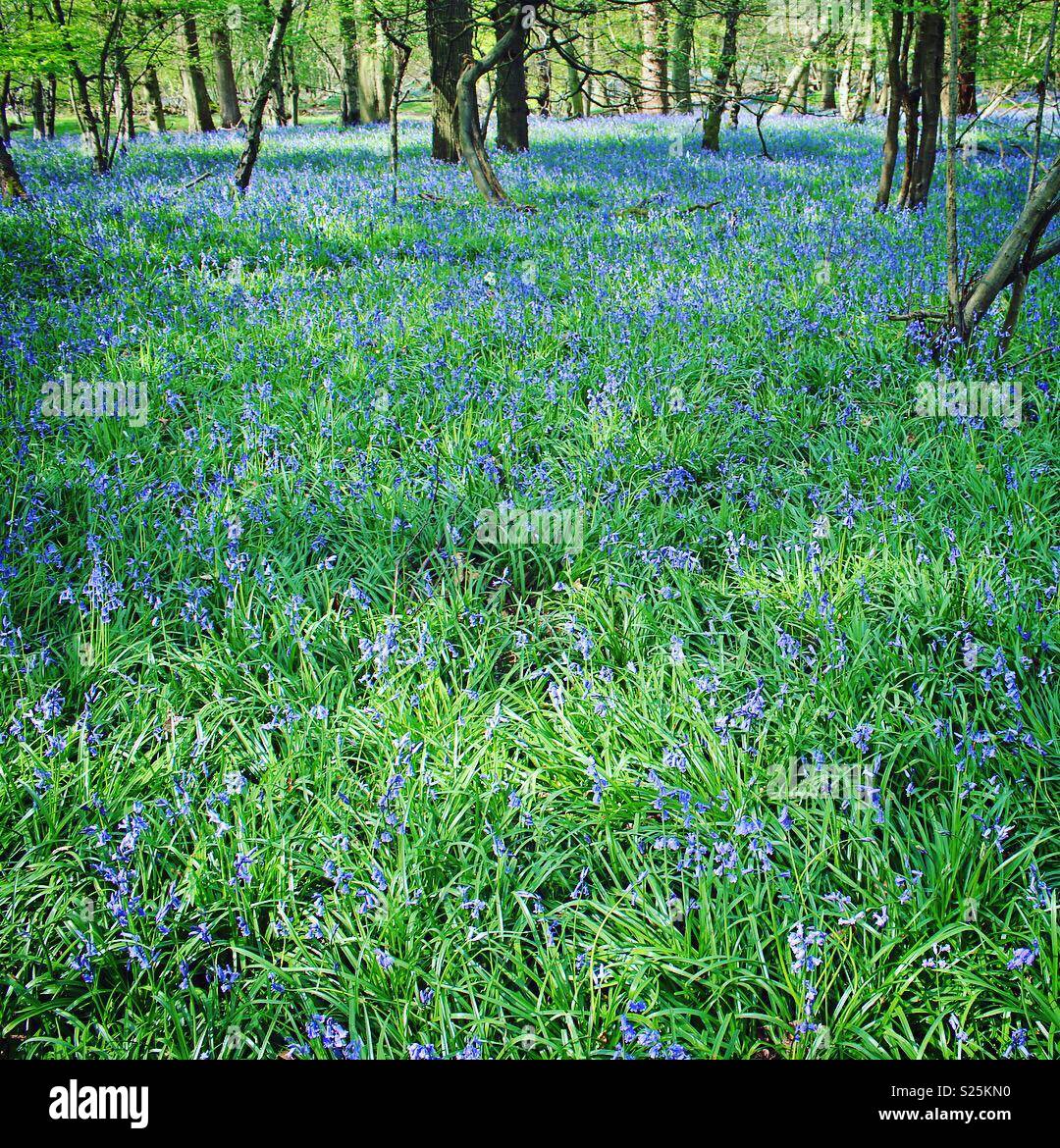 Bluebell woodland Stockfoto