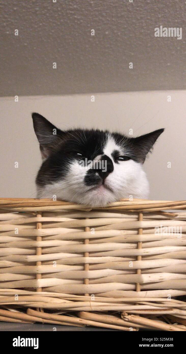 Korb-Katze Stockfoto
