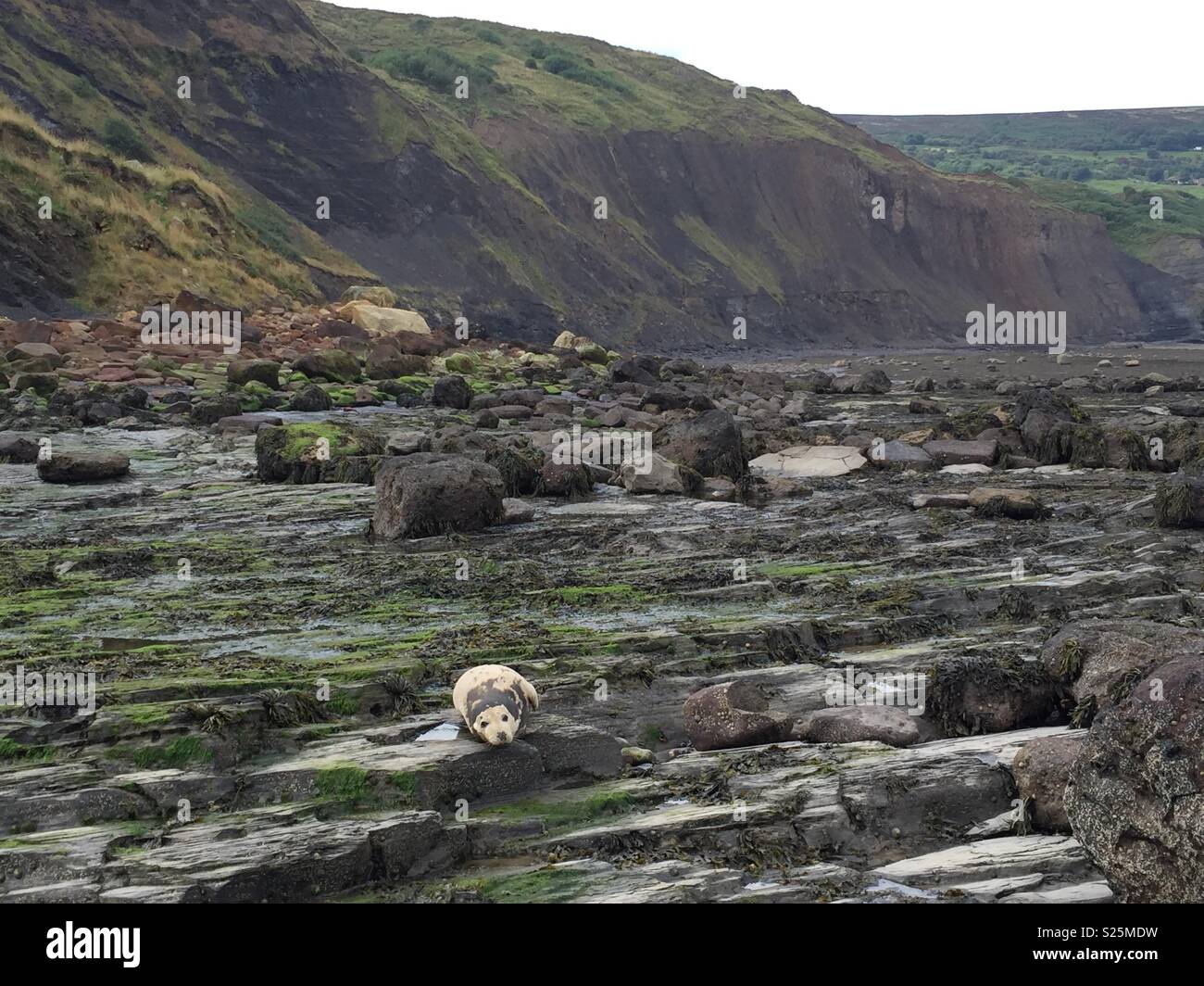 Dichtung am felsigen Strand - Smartphone-aufgenommenes Stockfoto